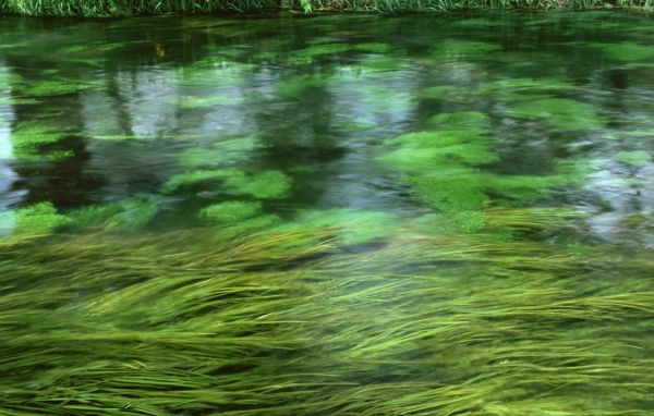 Зеленая речка