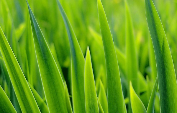Зеленые травинки