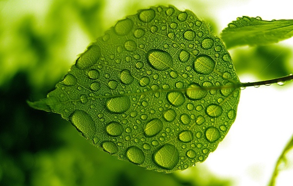 Зеленый лист