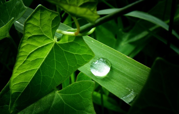 Зеленое растение