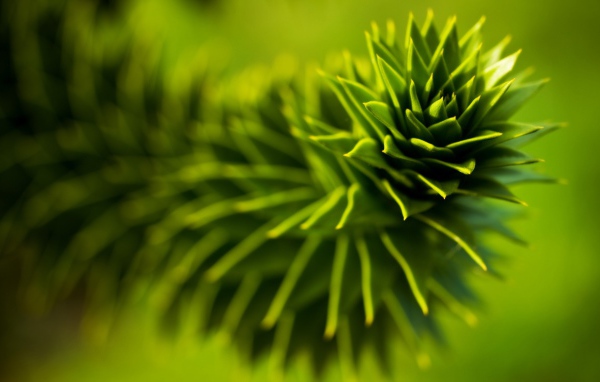 Зеленое растение