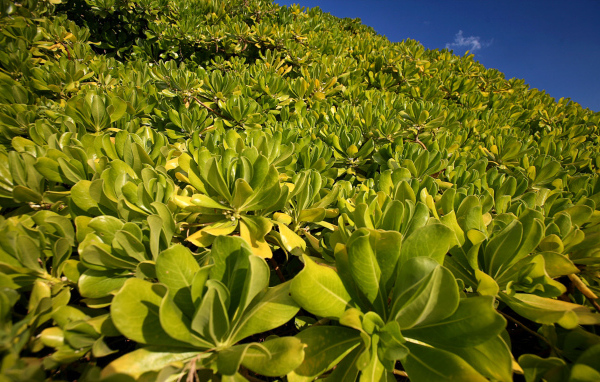 Зеленая пелена