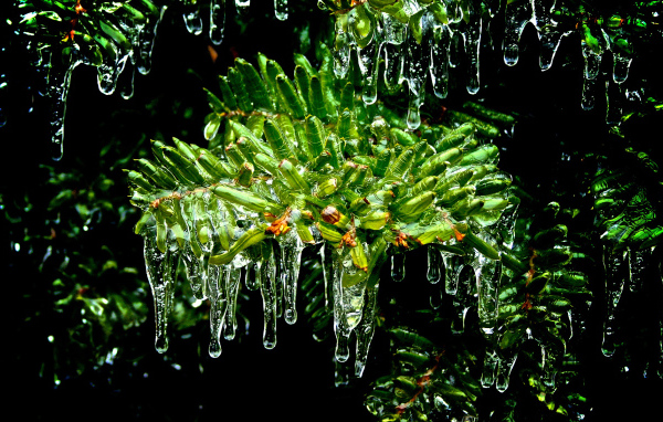 Листья покрытые льдом