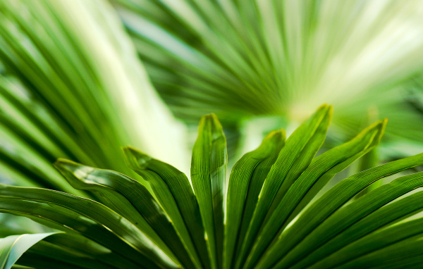 Листья зелени