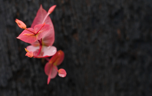 Маленькое красное растение