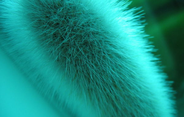 Макро съемка