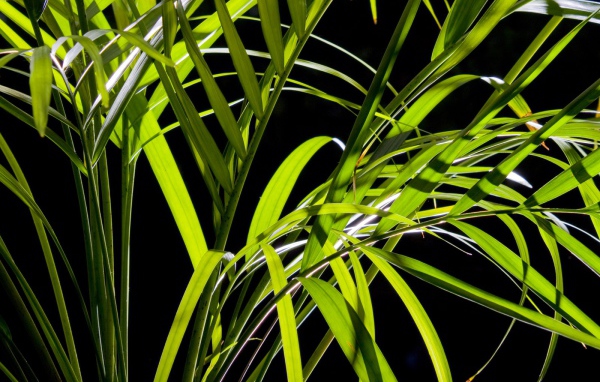 Листья пальмы
