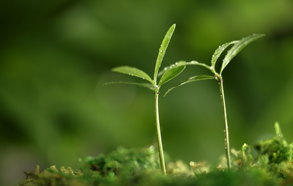 Весенняя пора