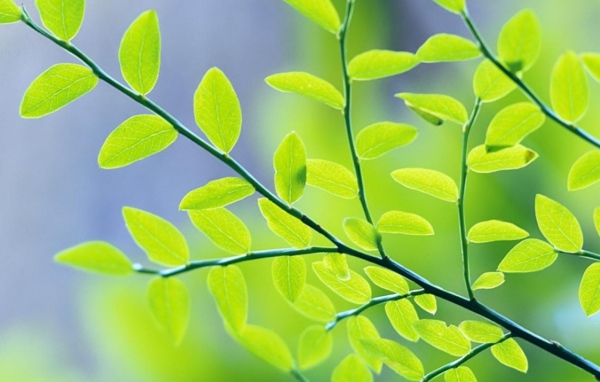 Весенние листья