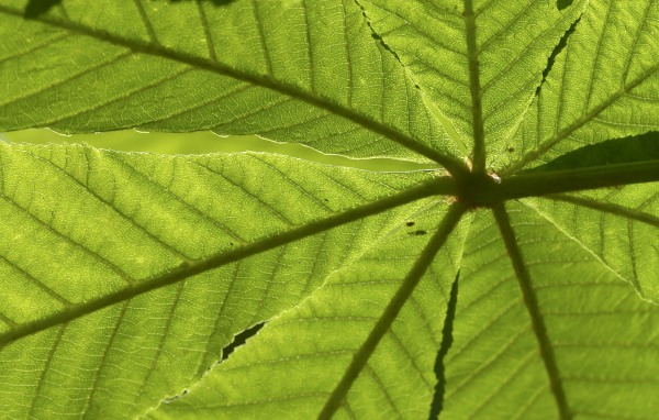 Текстура зеленого листа