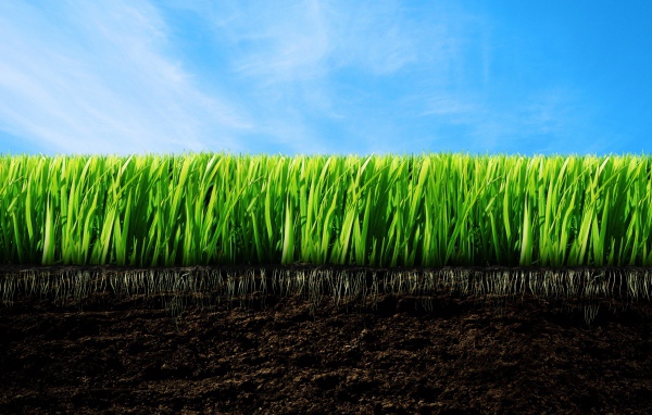 зеленая трава