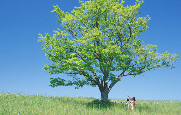 В тени высокого дерева
