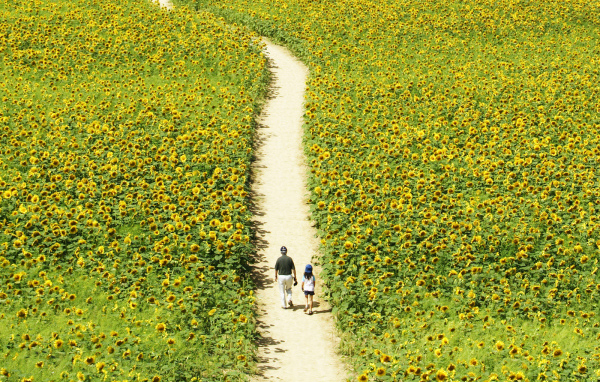 Прогулка через поле подсолнечников