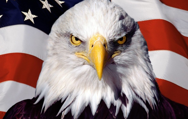 Орел и Американский флаг