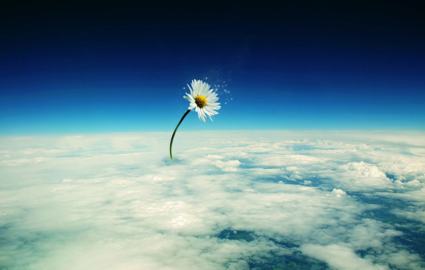 Небесный цветок