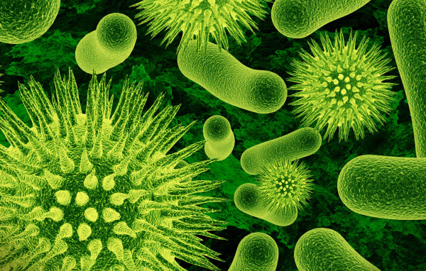 Одноклеточные