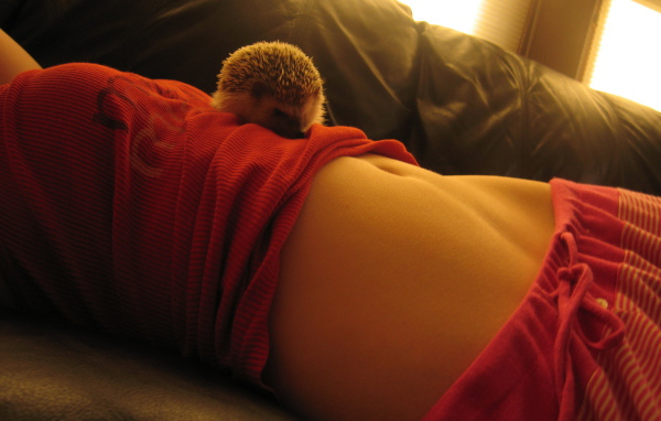 Похождения ежика