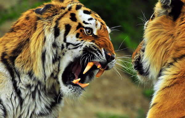 Звериная схватка