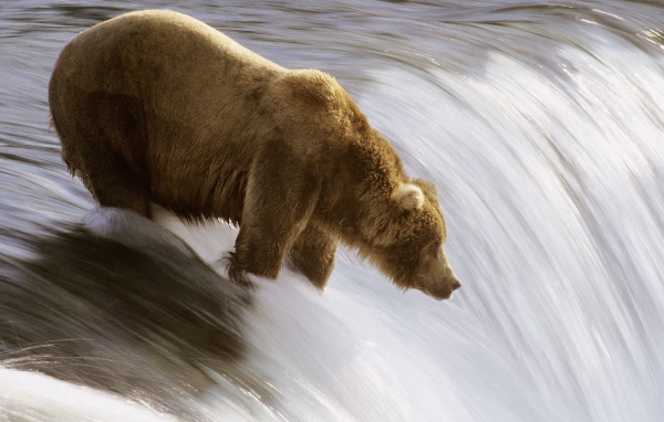 Медведь на реке