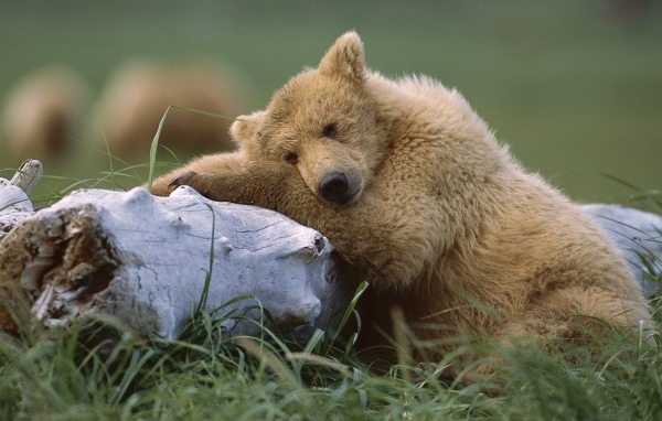 Медведь с бревном