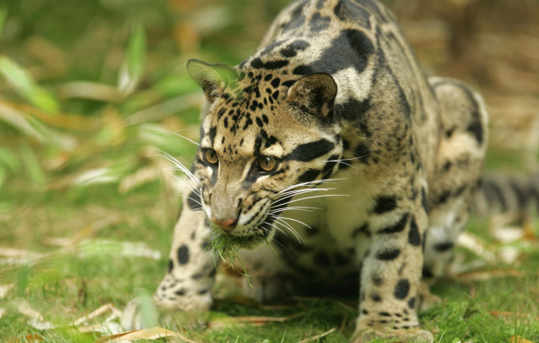 Большая киса