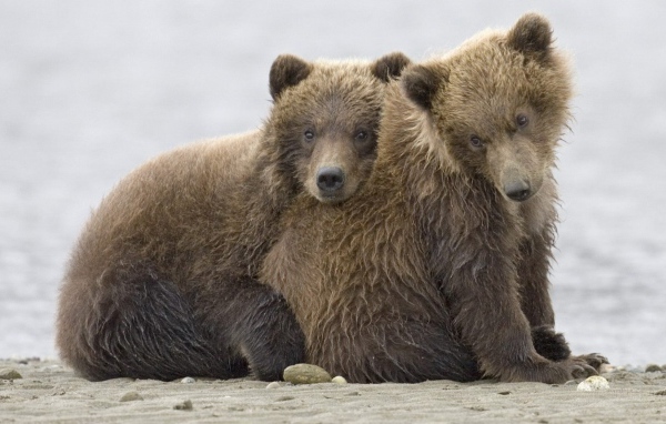 Братья медведи