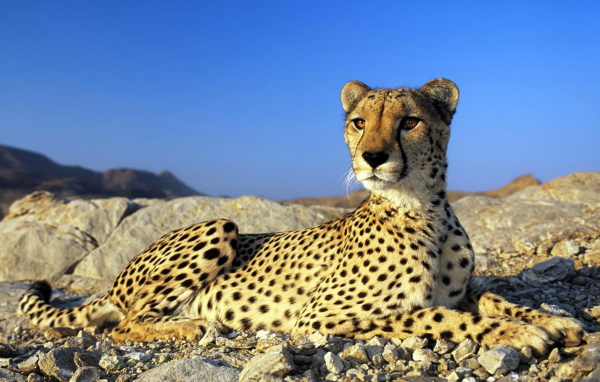 Гепард на камнях