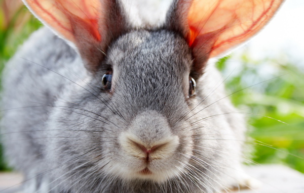 Ушастый друг