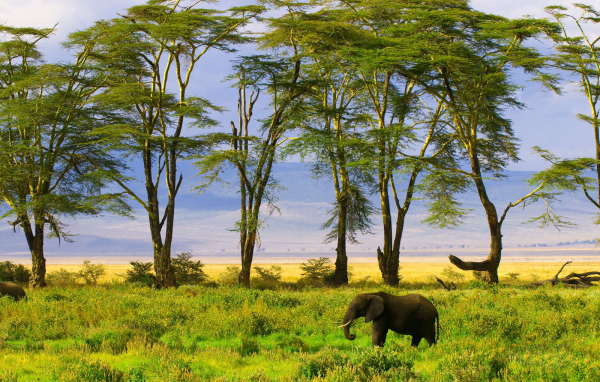 Слон в саванне