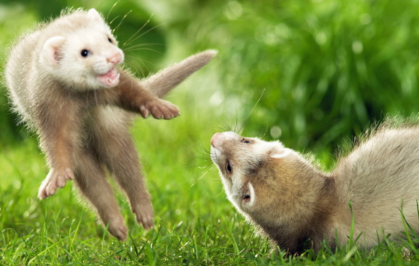 Игры хорьков