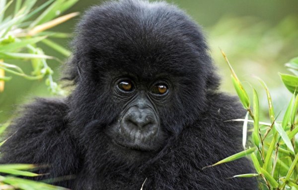 Горилла в траве