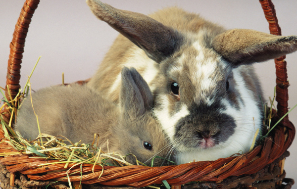 Зайцы в корзине