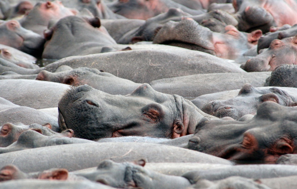 Бегемоты на купании