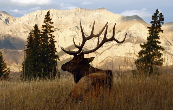 Рогатый олень