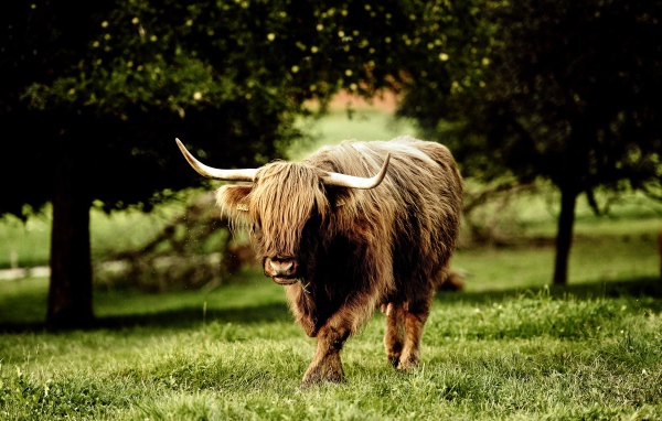 Рогатый зверь