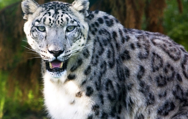 Ирбис в лесной чаще