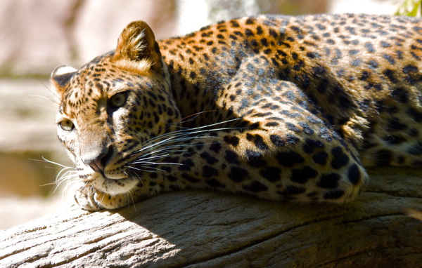 Леопард лежа на дереве