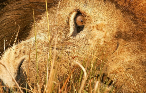 Лева в траве