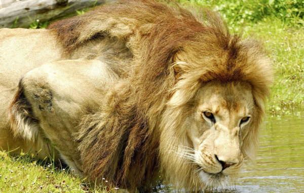 Лев на водопое