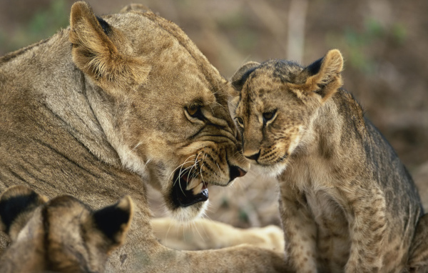 Львица со львятами