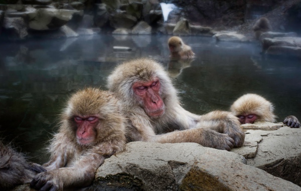 Макаки в горячем источнике