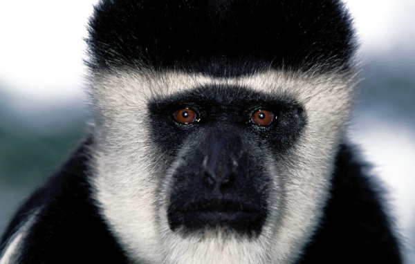 Обезьянья мордашка