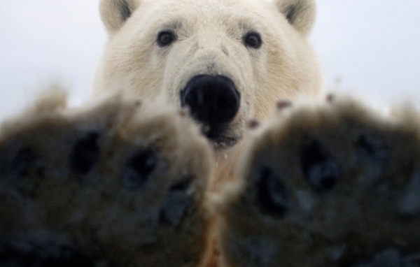 Лапы белого медведя