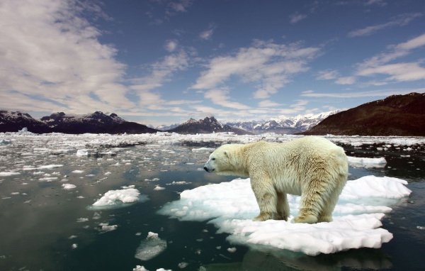 Белый медведь на льдине