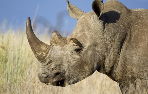 Носорог и птичка