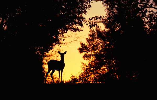 Косуля на закате