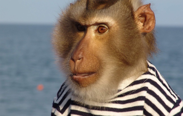 Моряк примат