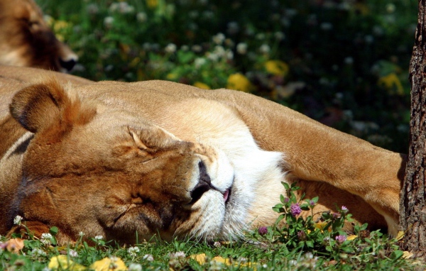 Спящая львица
