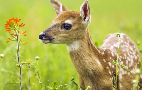 Oлененок среди травы