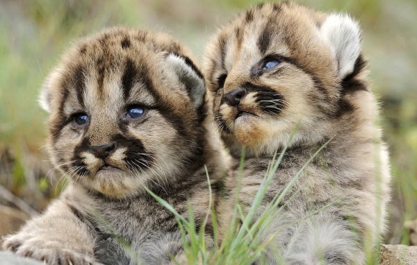 Маленькие хищники